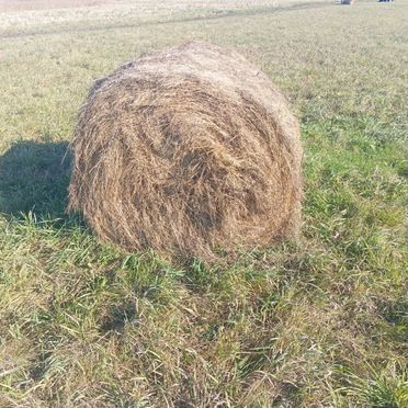 Продам сено в рулонах