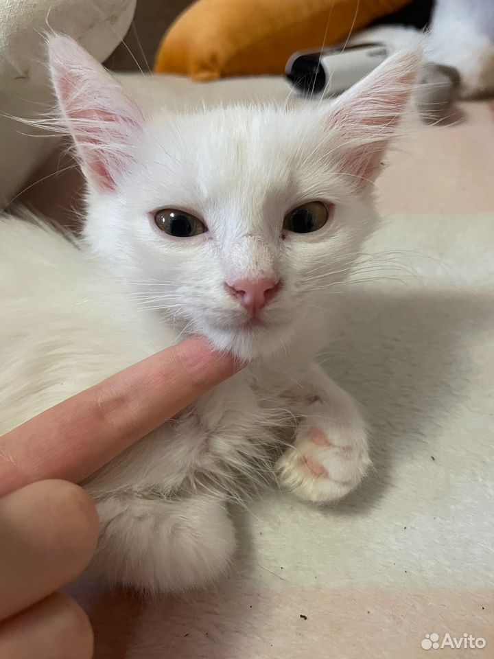 Котёнок в добрые руки, Краснодар