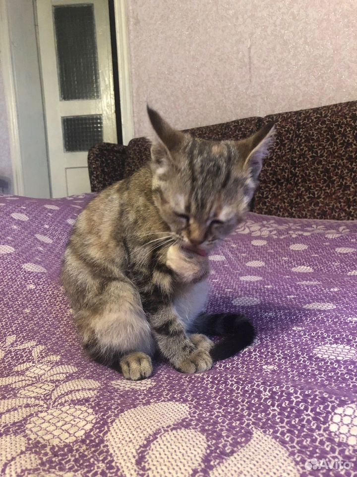 Котёнок в добрые руки, Губкин