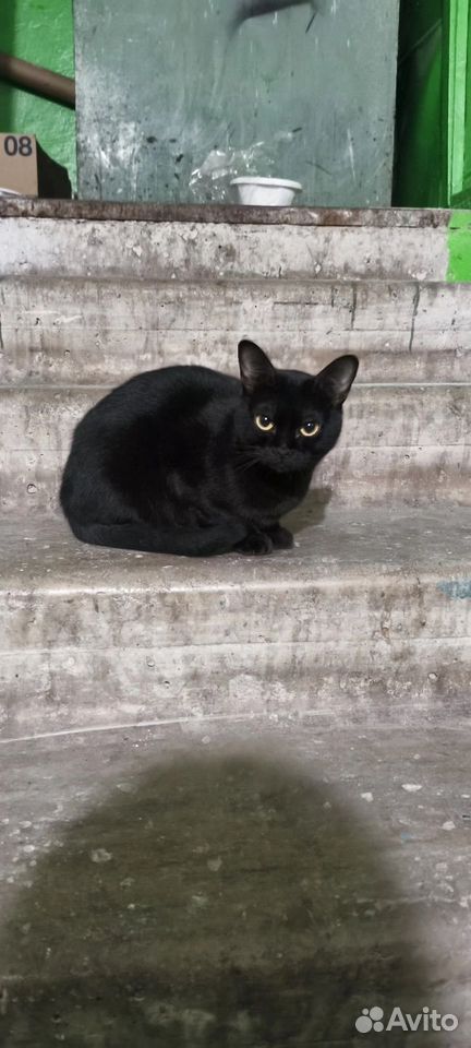 Котёнок в добрые руки, Липецк