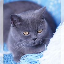 Британская короткошёрстная, взрослая кошка, Белгород