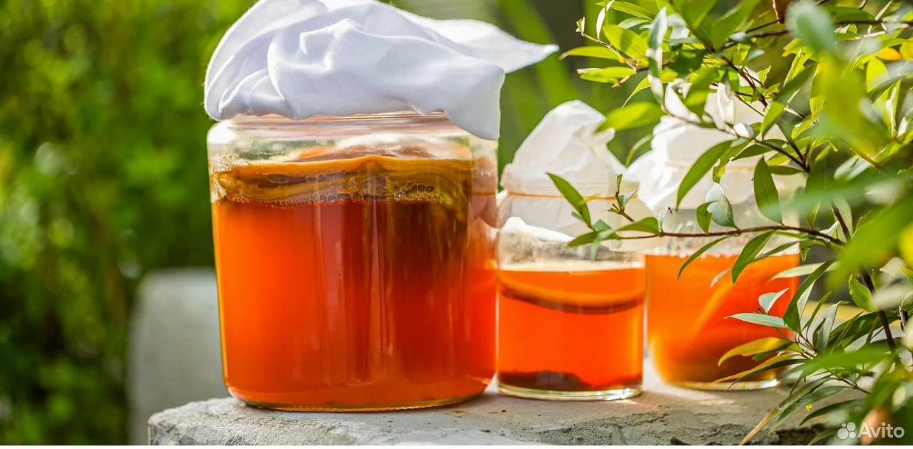 Чайный гриб, Астрахань