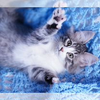 Сибирский котёнок, Белгород