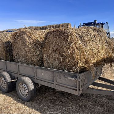 Продам сено в рулонах