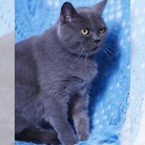Британская короткошёрстная, взрослая кошка, Белгород