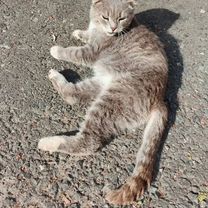 Шотландский вислоухий короткошёрстный, взрослый кот, Москва