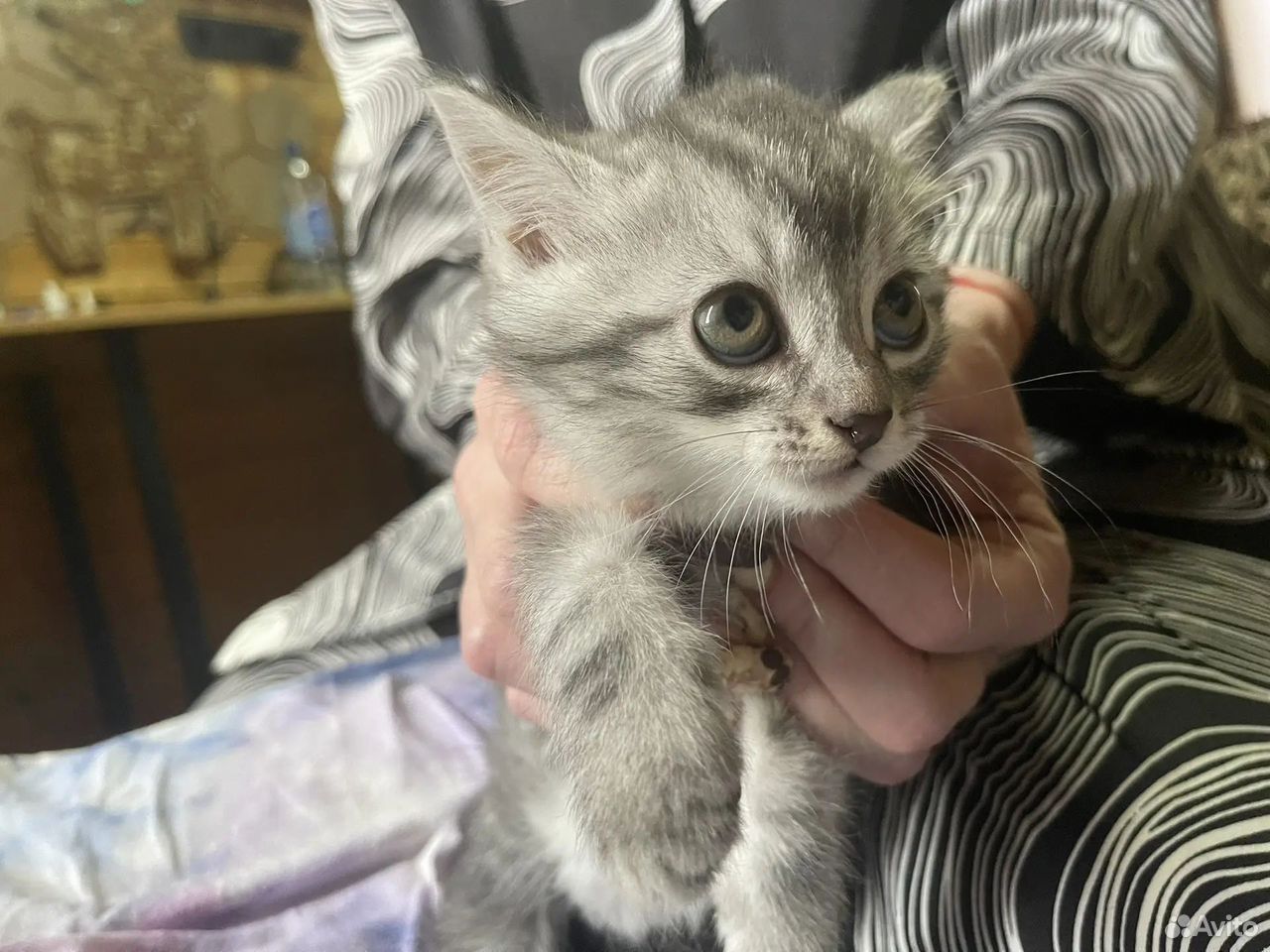 Котёнок в добрые руки, Владимир