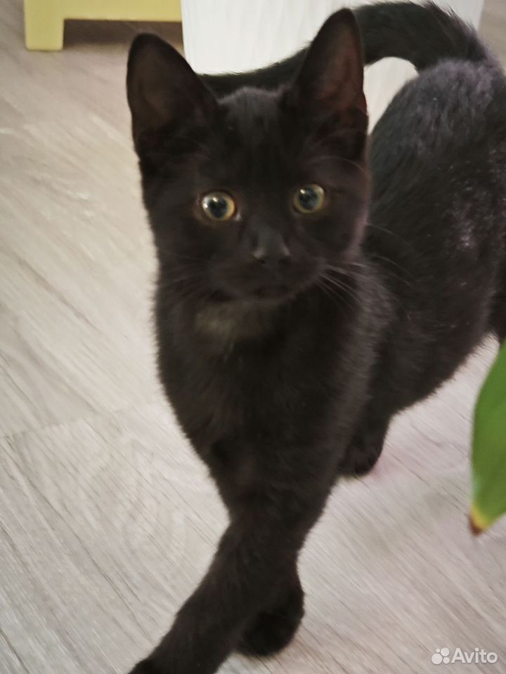 Котёнок в добрые руки, Краснодар
