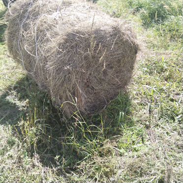 Продам сено в рулонах