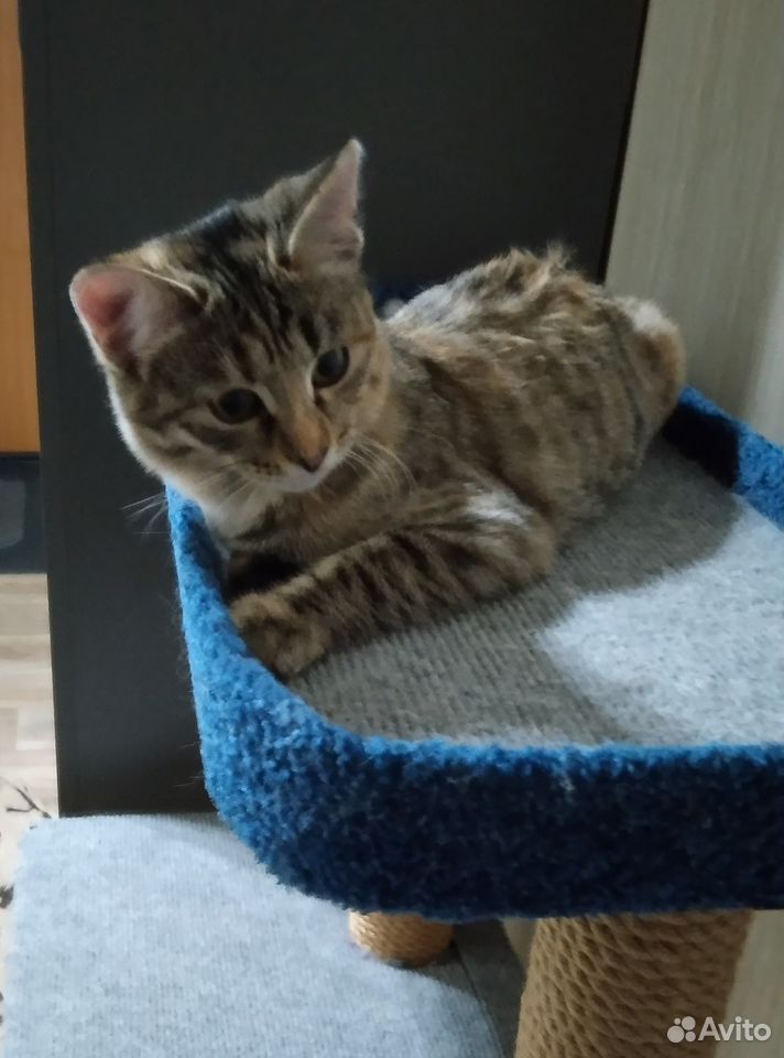 Котёнок в добрые руки, Дзержинск