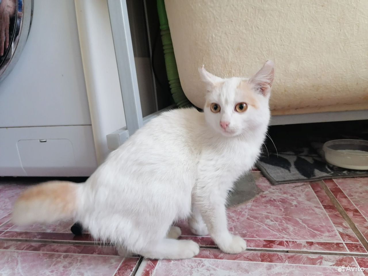 Котёнок в добрые руки, Тюмень