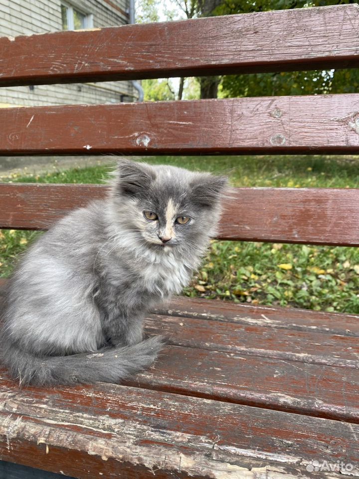 Котёнок в добрые руки, Липецк