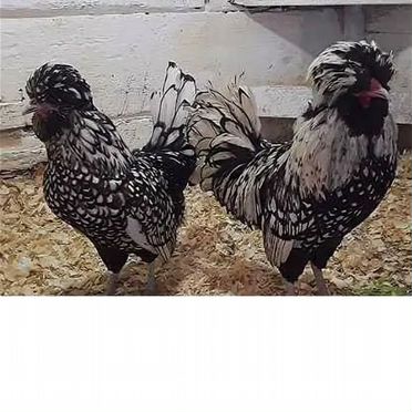 Семья падуанов