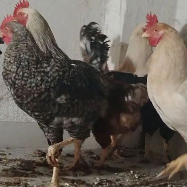 Продам петушков