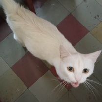 Кошки, Алчевск