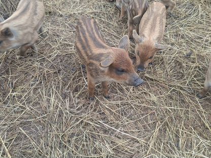 Продам кабанов, Нижний Одес