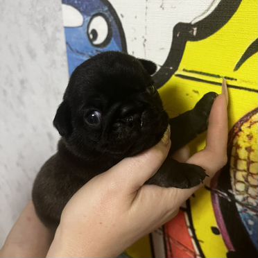 Мопс, щенок
