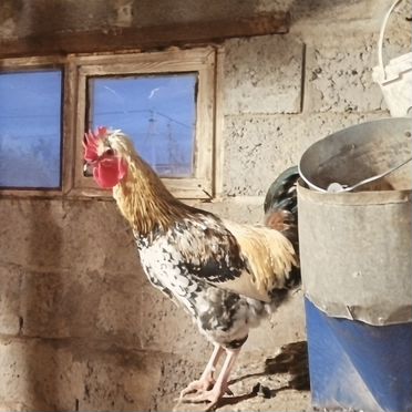 Молодые петушки продам