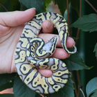 Королевская змея