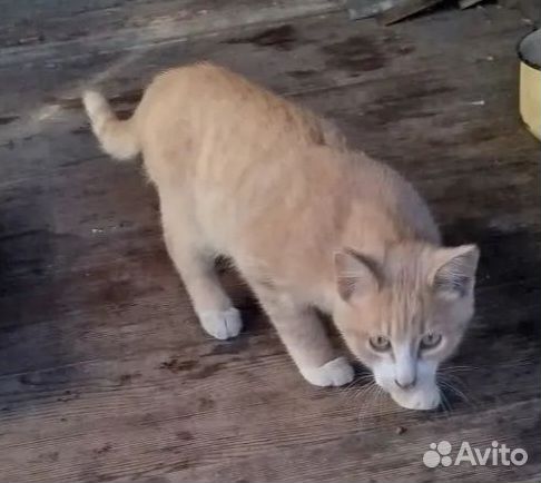 Котёнок в добрые руки, Тюмень