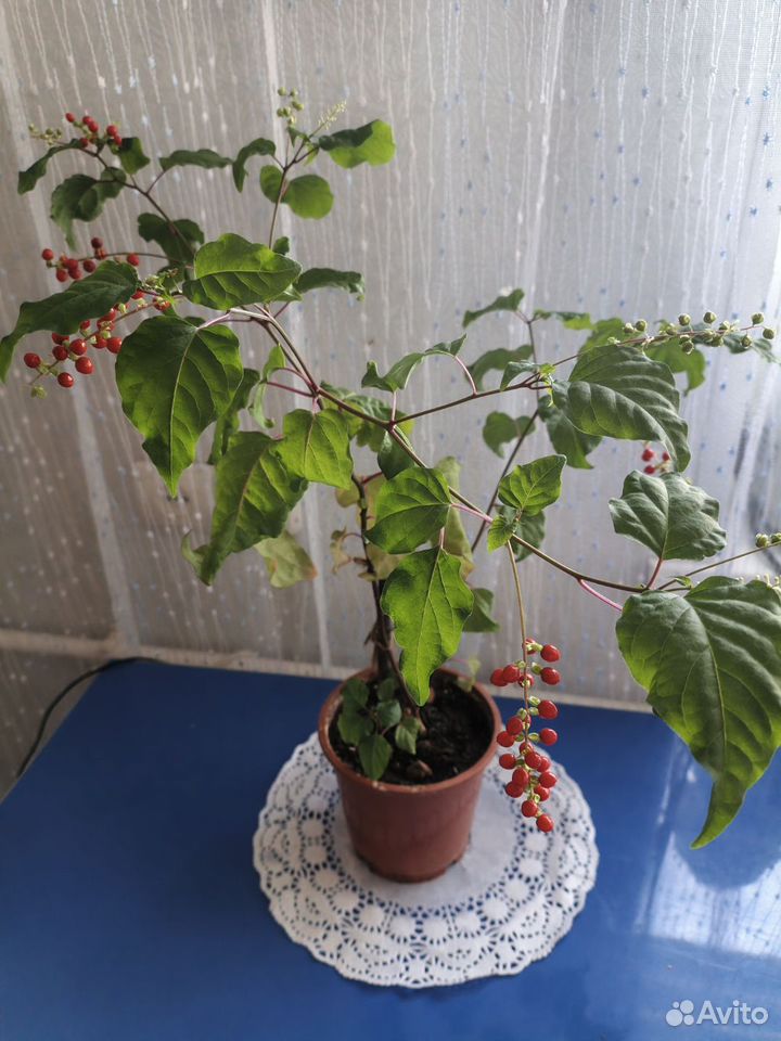 Ривиния, Астрахань