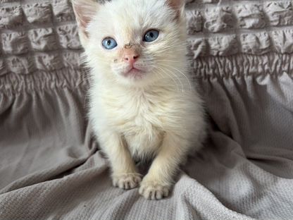 Котёнок в добрые руки, Могоча