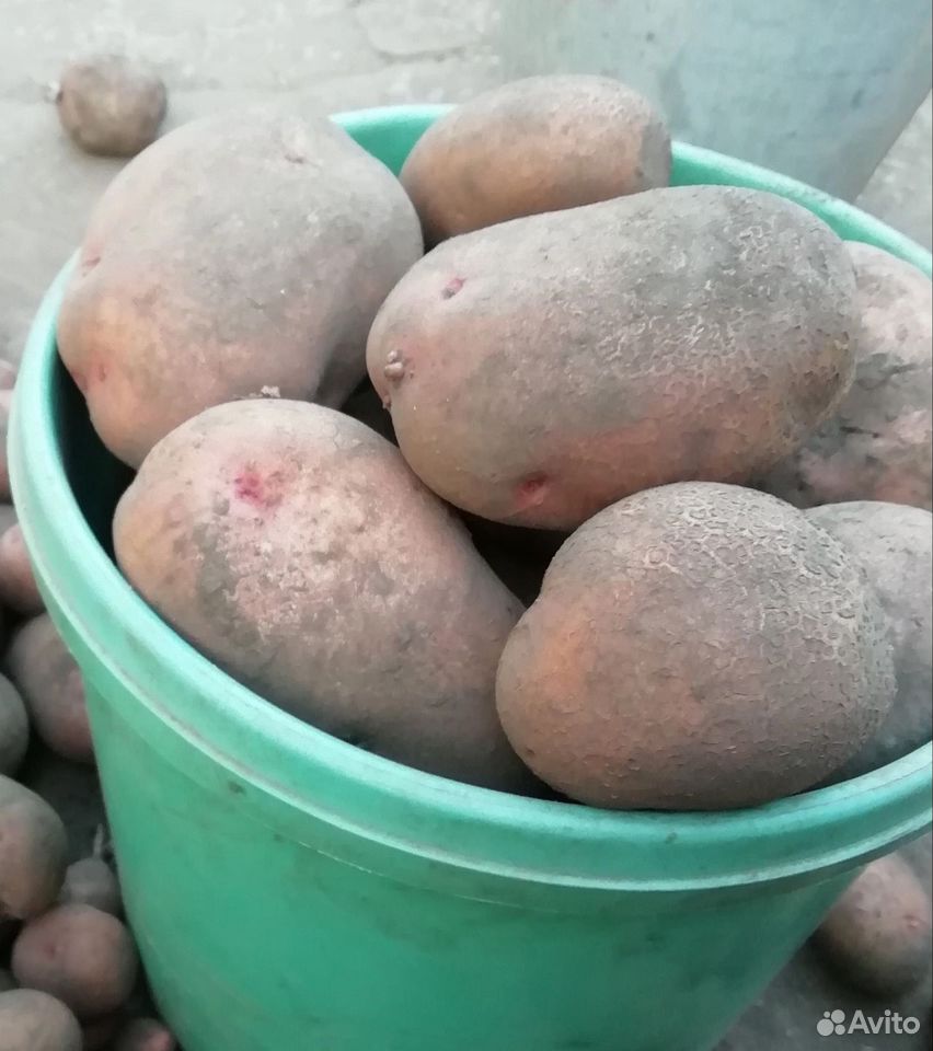 Продам картофель, Курск