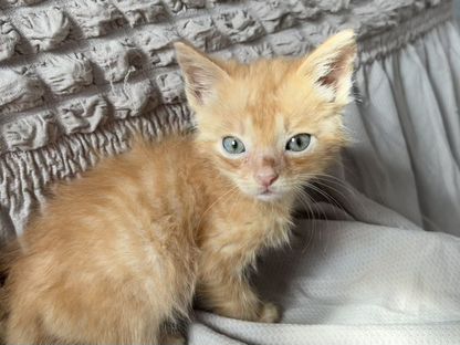 Котёнок в добрые руки, Могоча