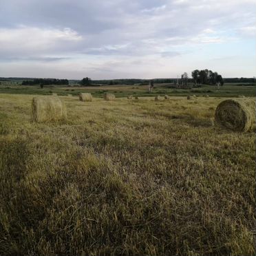 Сено в тюках
