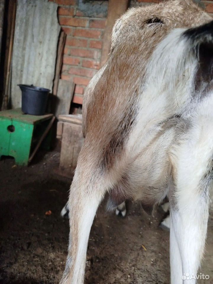 Продается коза, Белое