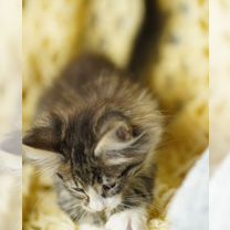 Сибирский котёнок, Белгород