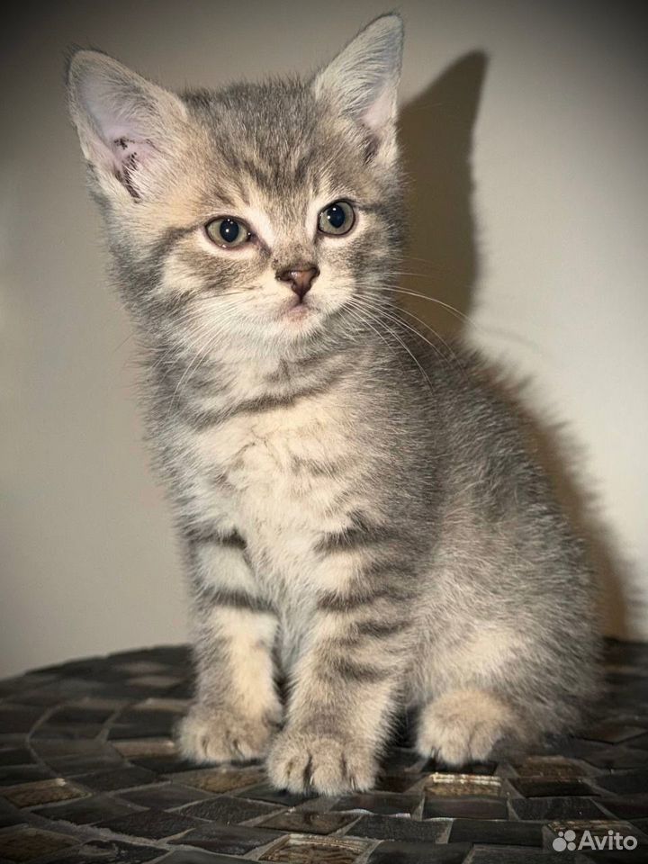 Котёнок в добрые руки, Загорянский