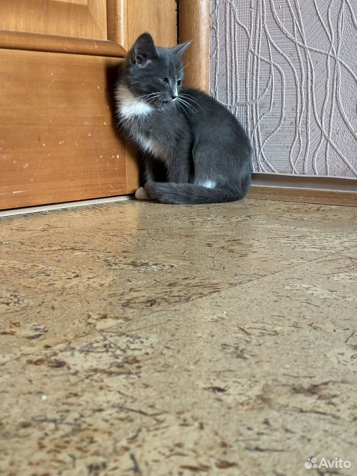 Котёнок в добрые руки, Тюмень