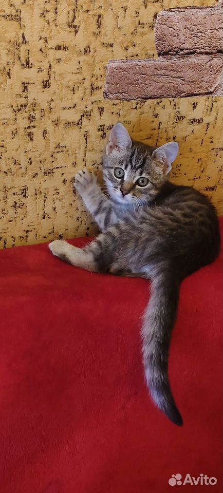 Котёнок в добрые руки, Липецк