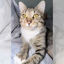 Потерялся кот, Сочи