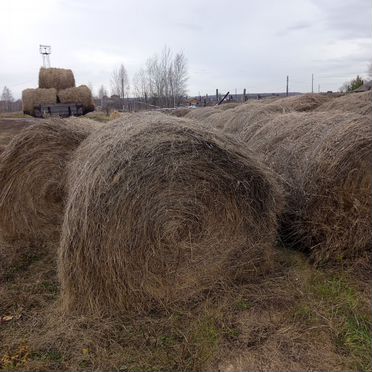 Продам сено в рулонах
