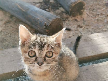 Котёнок в добрые руки, Чернышевск