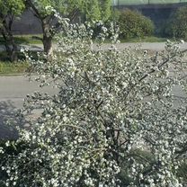 Комната 28 м² в 3-к., 3/5 эт., Светогорск