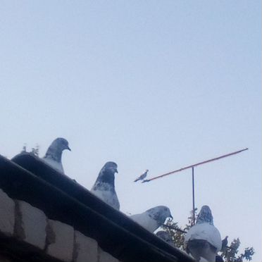 Голуби